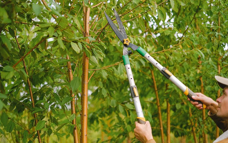 Tree trimming in Ferdinand, IN
